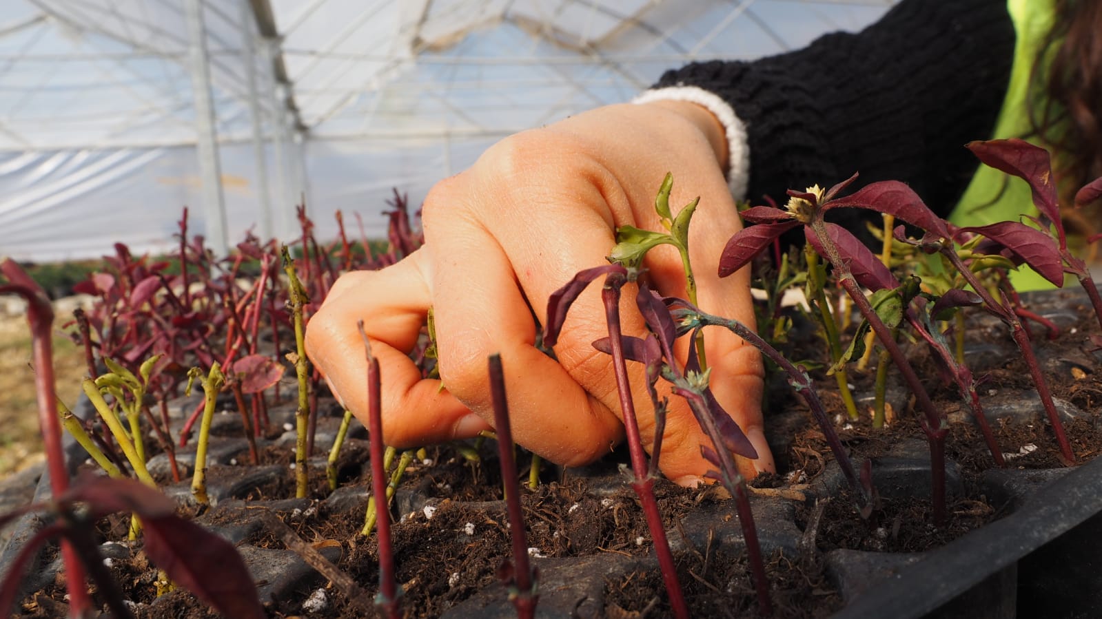 HBB URETIYOR HATAY GUZELLESIYOR 9