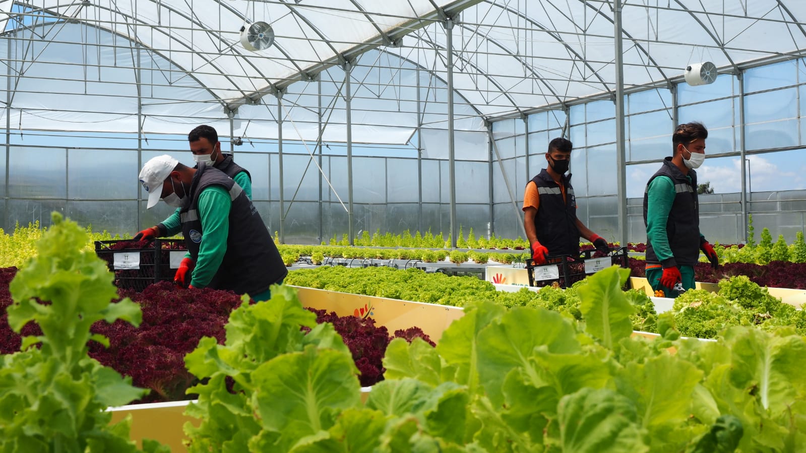 TOPRAKSIZ TARIMIN İLK MAHSULLERİ SOSYAL MARKETLERDE