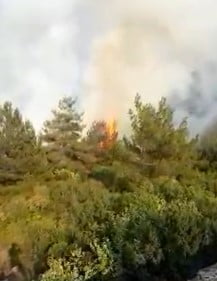 Soğukolukta Orman Yangını &Ccedil;ıktı