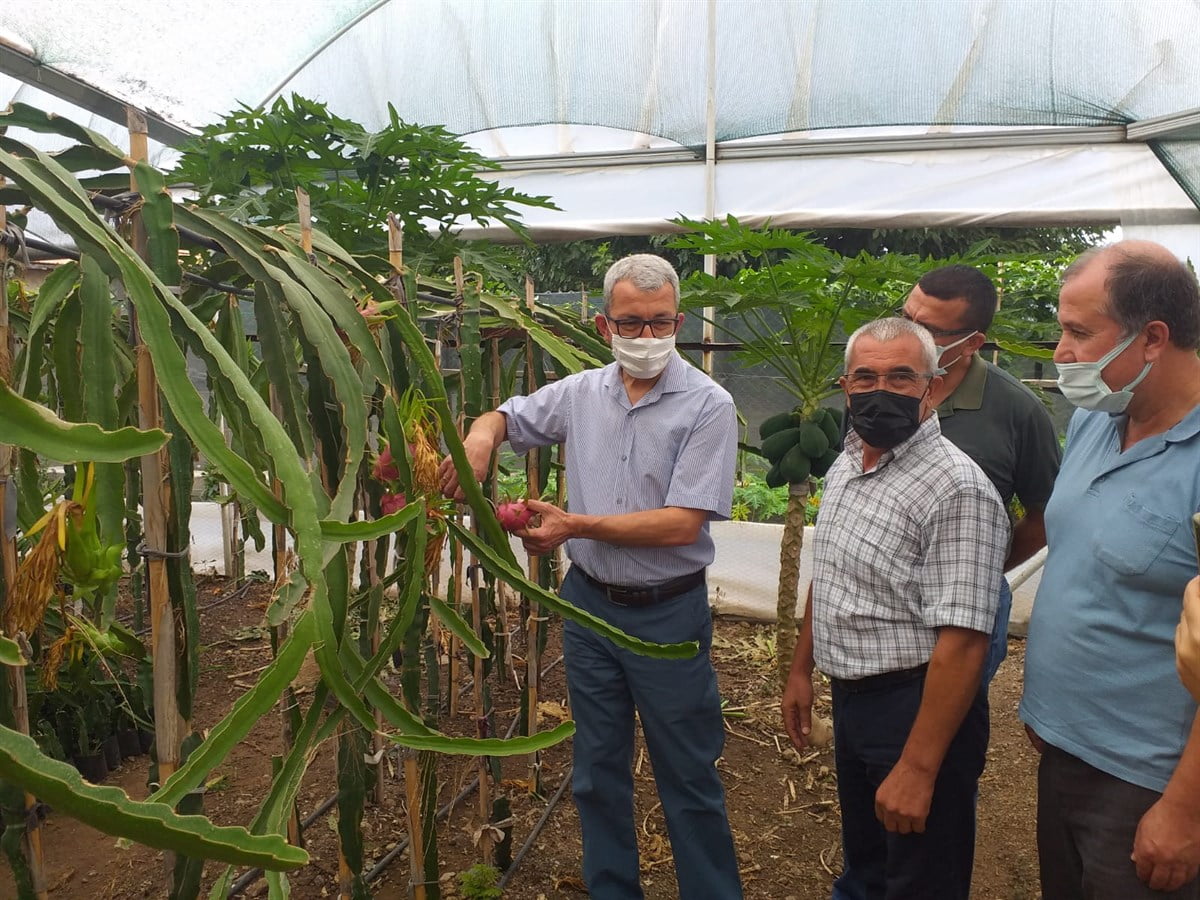 Payas Kaymakamından Tropikal Meyve Bahçesine Ziyaret