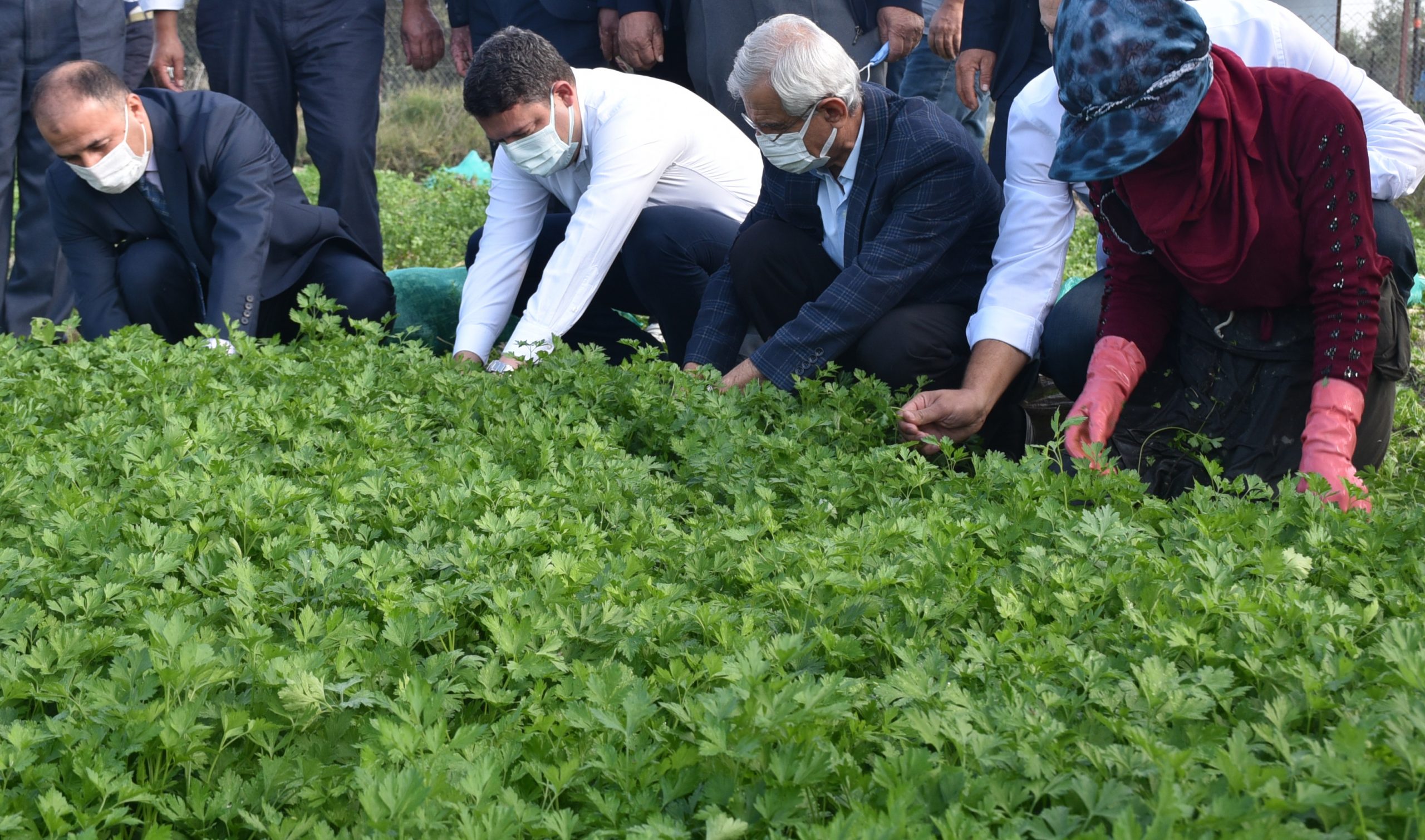 ARSUZ’DA MAYDANOZ HASADI BAŞLADI