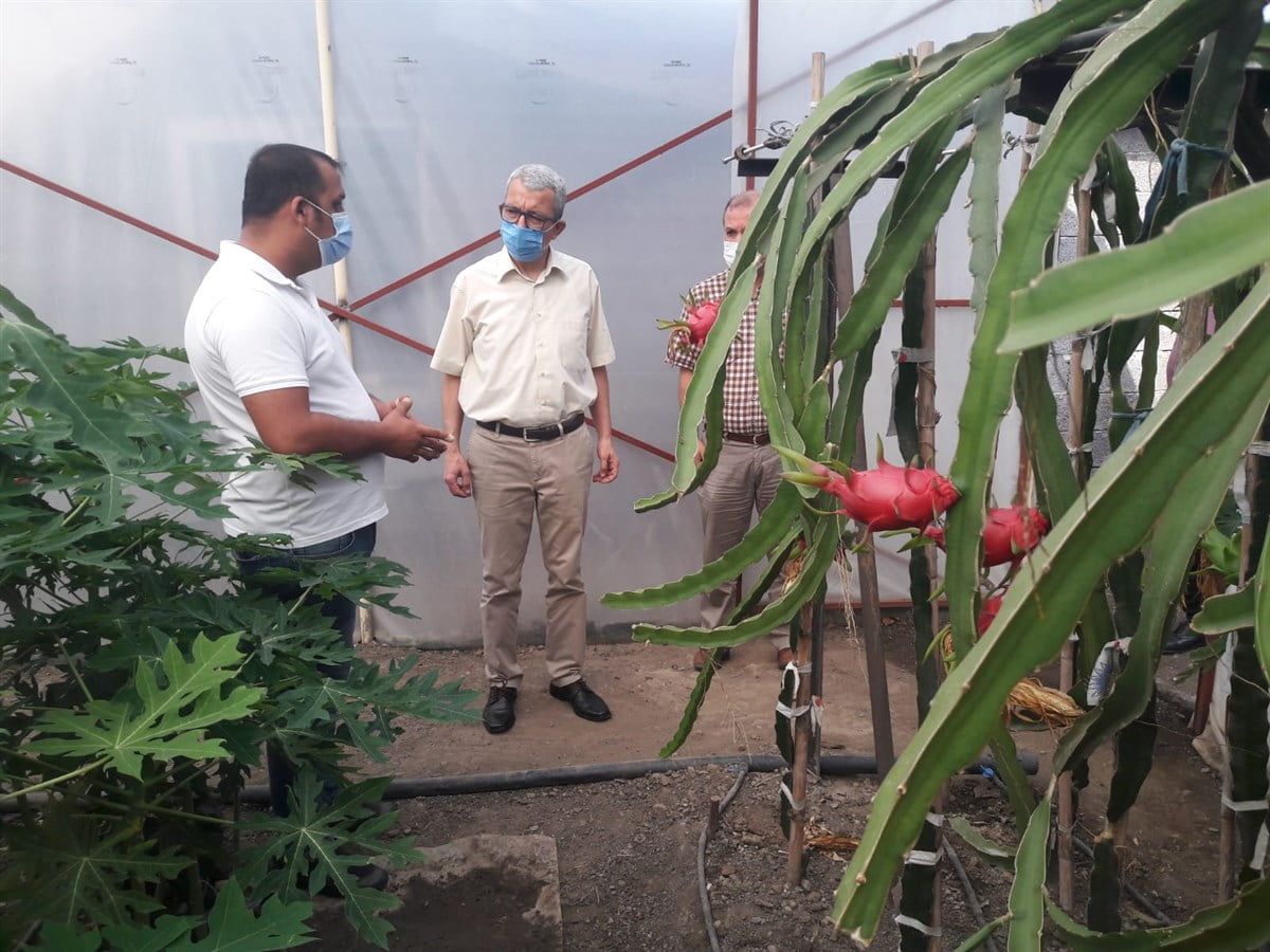 Payas Kaymakamı Dr. Polat Kara, Ejder ve Papaya Meyvesi Üreticisini Ziyaret Etti