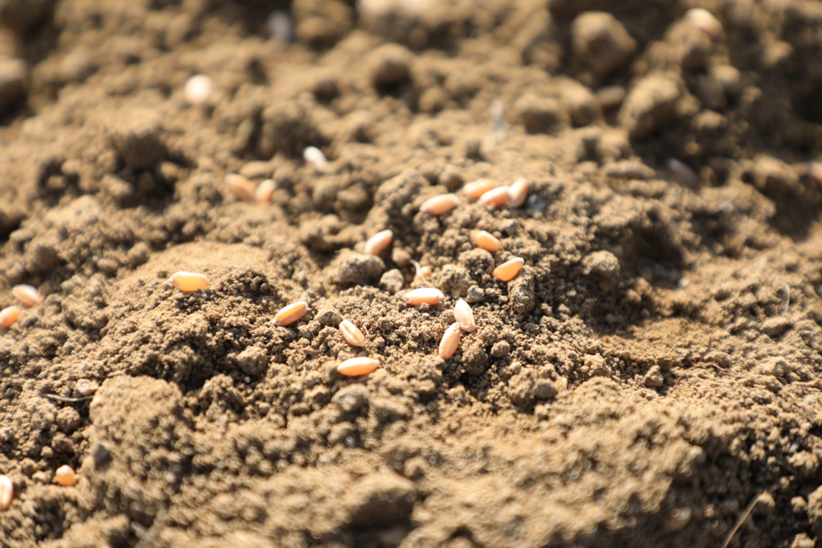 HATAY&rsquo;IN TOPRAKLARI ANALİZ EDİLDİ