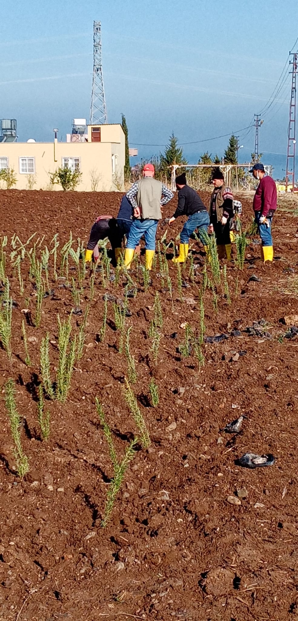 BİN YILLIK ATA TOHUMU ARSUZ’DA YENİDEN TOPRAKLA BULUŞUYOR