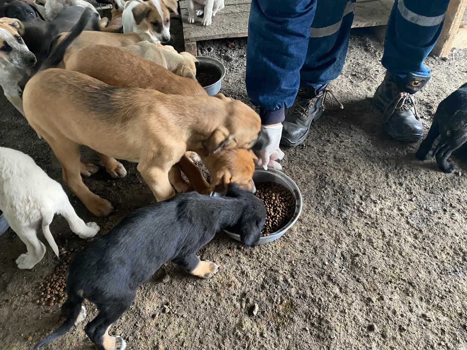 Fatih Tosyalı, Sokakta yaşayan hayvanlarımıza sahip &ccedil;ıkmaya devam ediyoruz
