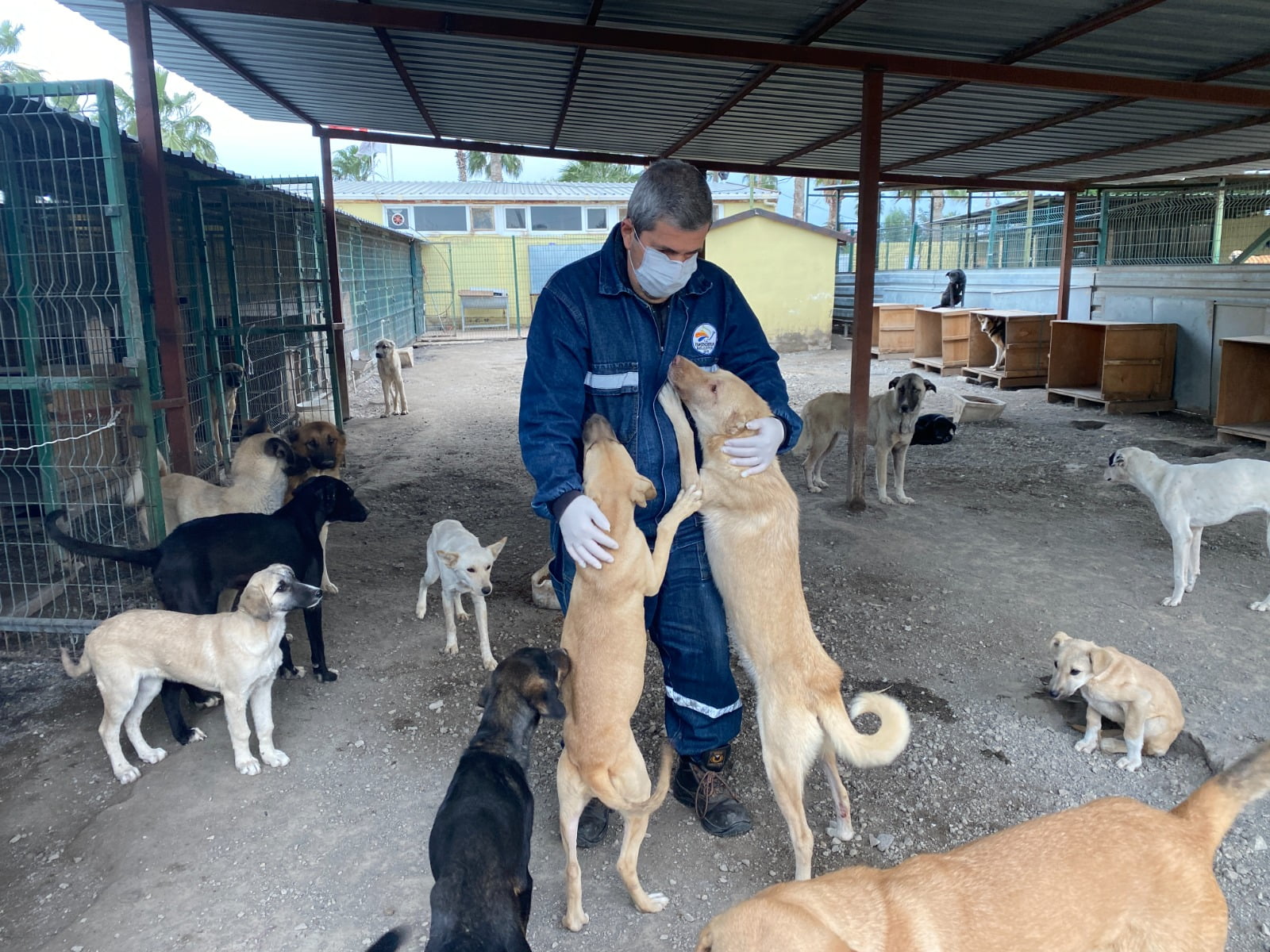 Fatih Tosyalı, Sokakta yaşayan hayvanlarımıza sahip çıkmaya devam ediyoruz