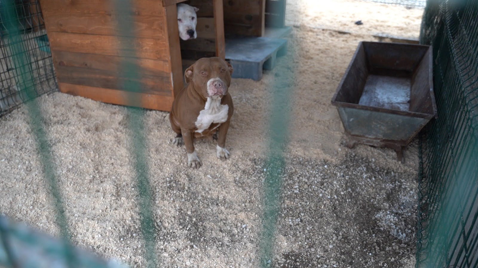 YASAKLI IRKLARI SOKAĞA BIRAKMAYIN