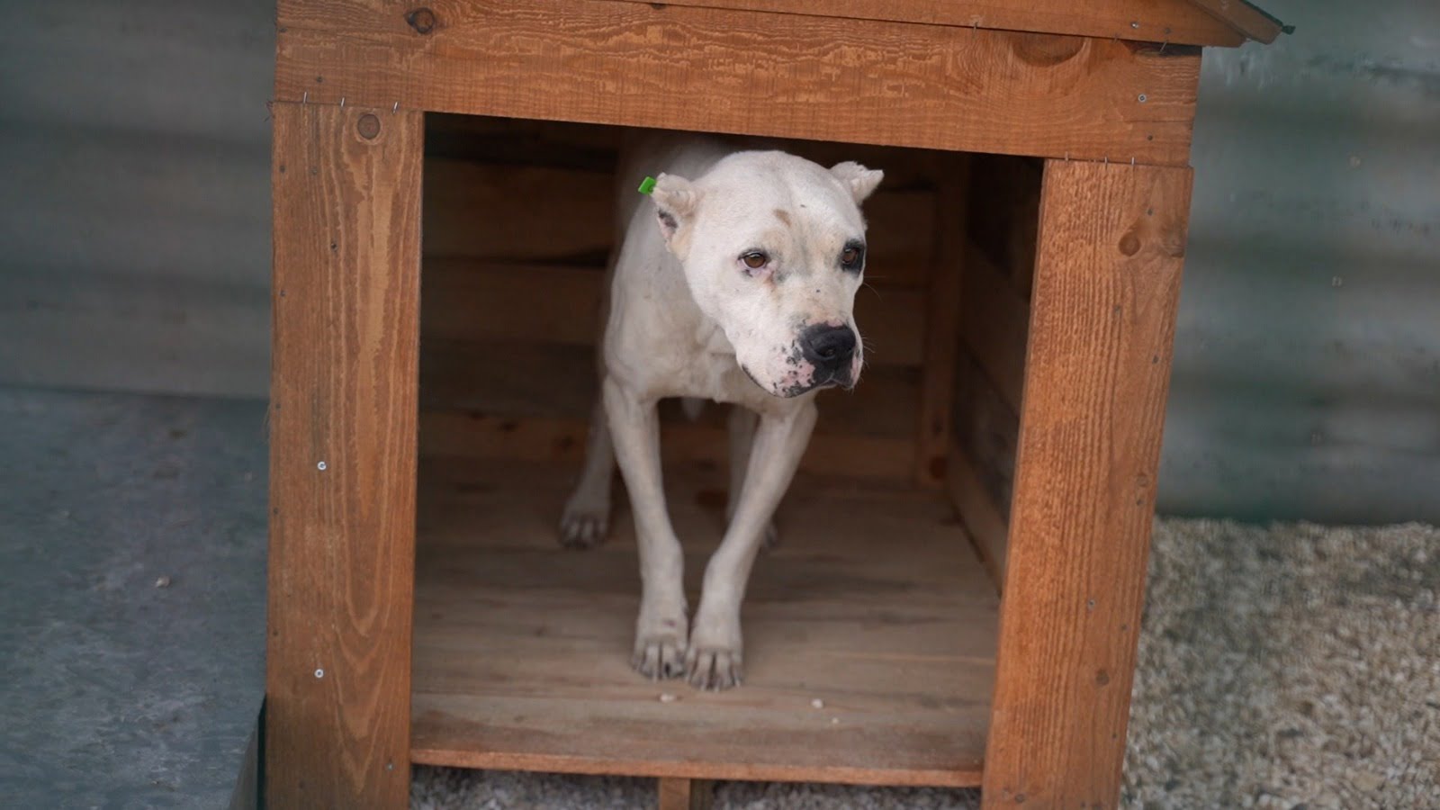 YASAKLI IRKLARI SOKAĞA BIRAKMAYIN