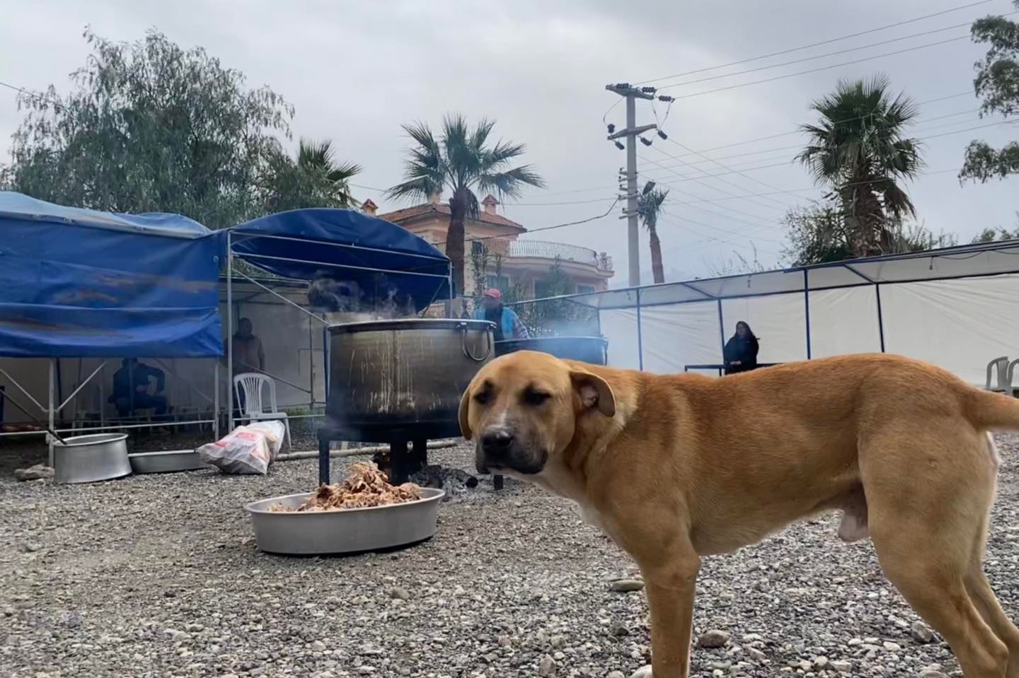 ARSUZ&rsquo;DA KAZANLAR &lsquo;CAN DOSTLARIMIZ&rsquo; İ&Ccedil;İN KAYNADI