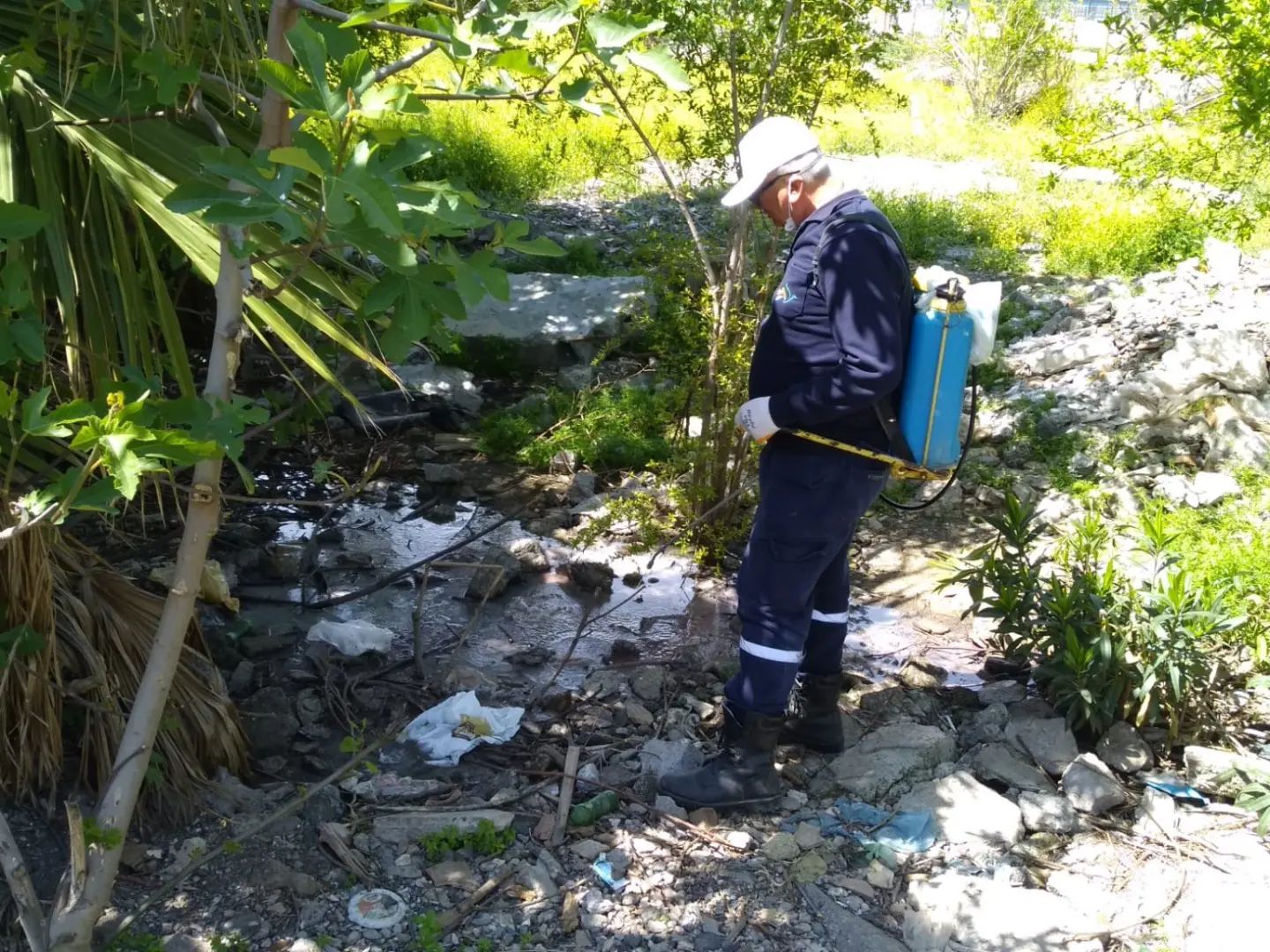 İSKENDERUN BELEDİYESİ LARVA MÜCADELESİ BAŞLATTI