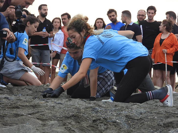 Hatay&rsquo;da yavru kaplumbağalar denizle buluştu