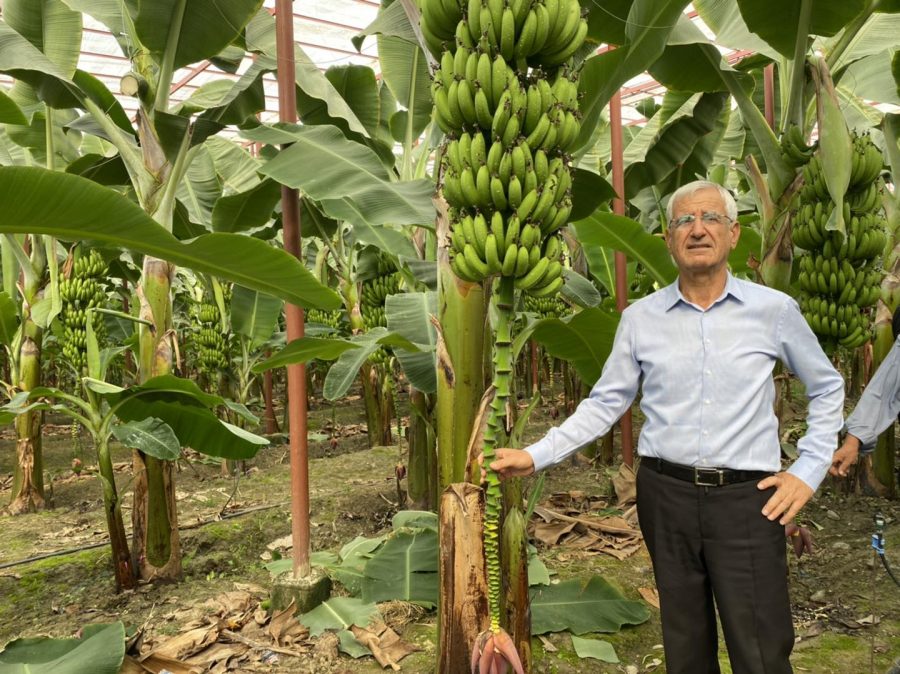 ARSUZ’DA YILIN İLK ‘MUZ’ HASADI GERÇEKLEŞTİ
