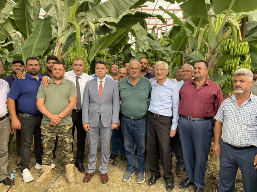 ARSUZ’DA YILIN İLK ‘MUZ’ HASADI GERÇEKLEŞTİ