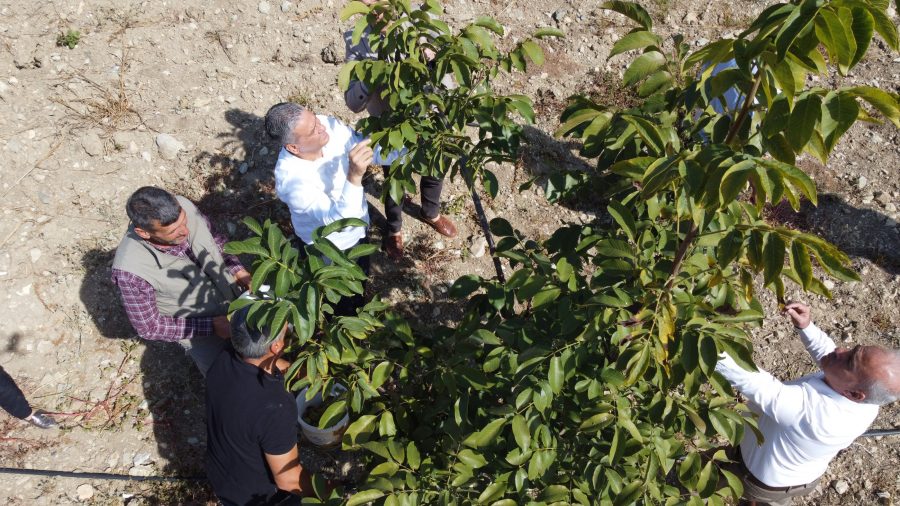 Belen Belediye Başkanı İbrahim G&uuml;l; Benlidere Ceviz Bah&ccedil;emizde, &ldquo;Hasat Zamanı&rdquo;