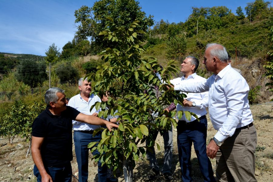 Belen Belediye Başkanı İbrahim G&uuml;l; Benlidere Ceviz Bah&ccedil;emizde, &ldquo;Hasat Zamanı&rdquo;