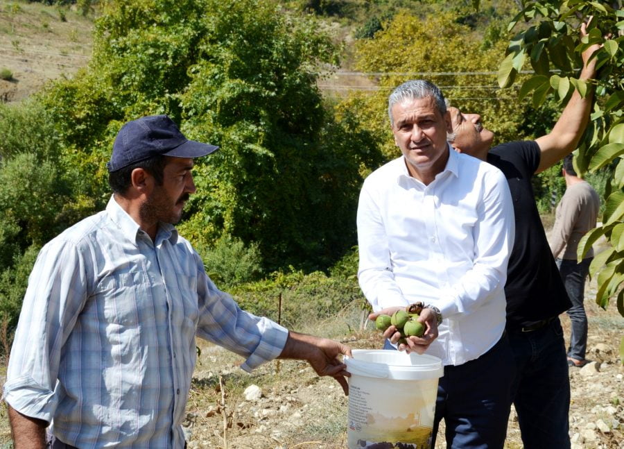 Belen Belediye Başkanı İbrahim Gül; Benlidere Ceviz Bahçemizde, “Hasat Zamanı”