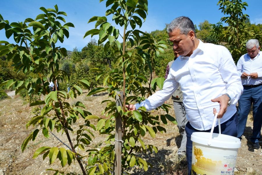 Belen Belediye Başkanı İbrahim Gül; Benlidere Ceviz Bahçemizde, “Hasat Zamanı”