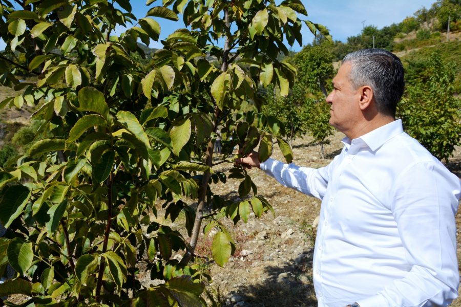 Belen Belediye Başkanı İbrahim G&uuml;l; Benlidere Ceviz Bah&ccedil;emizde, &ldquo;Hasat Zamanı&rdquo;
