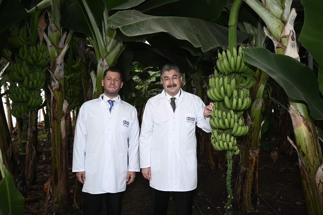 OSMANİYE OSB MUZ SERASINDA İLK HASAT GER&Ccedil;EKLEŞTİRİLDİ