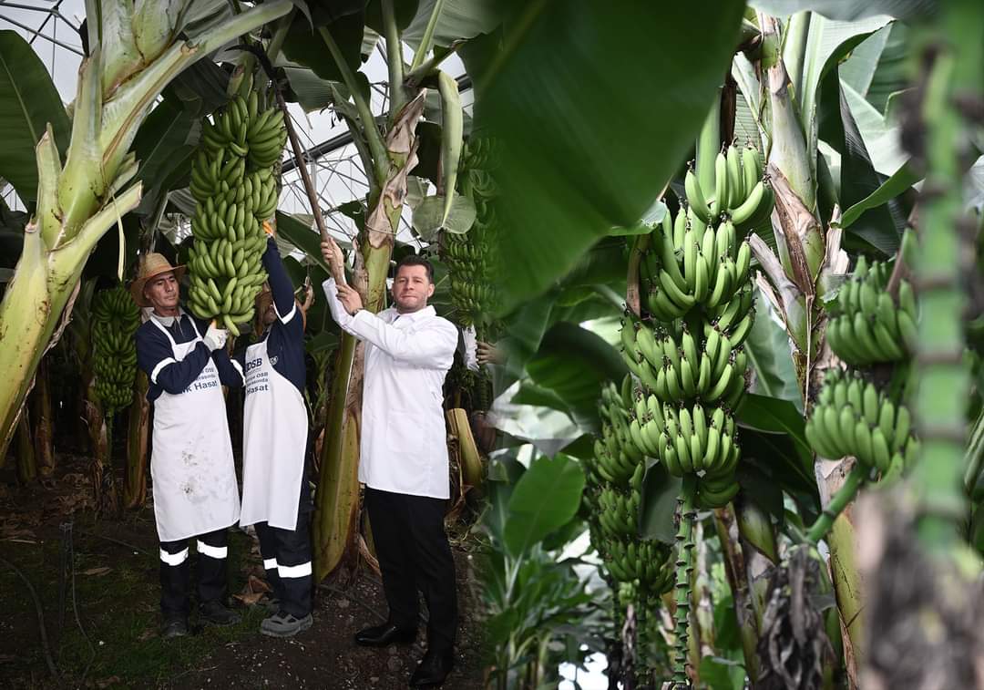 OSMANİYE OSB MUZ SERASINDA İLK HASAT GER&Ccedil;EKLEŞTİRİLDİ