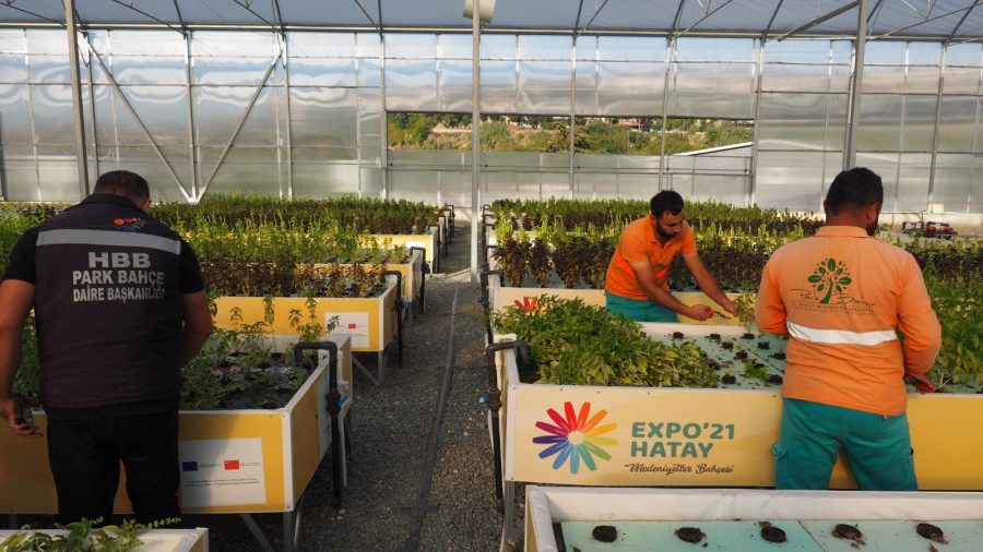 Hatay, topraksız tarımda 17 ülke şehirleri arasında birinci