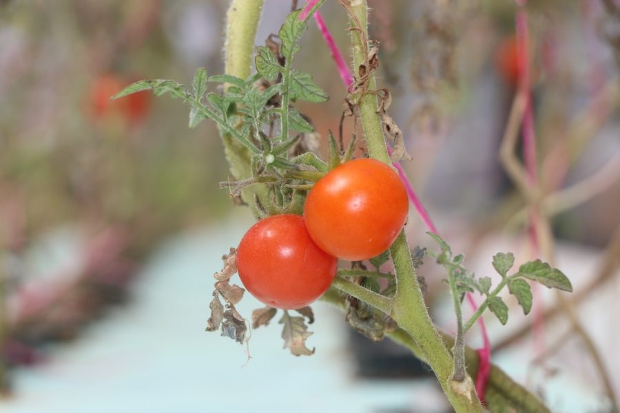 Hatay, topraksız tarımda 17 ülke şehirleri arasında birinci