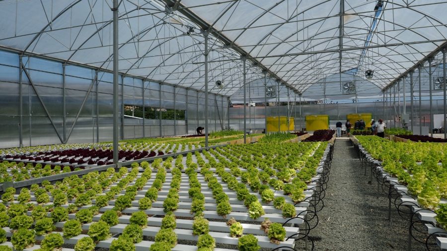 Hatay, topraksız tarımda 17 ülke şehirleri arasında birinci