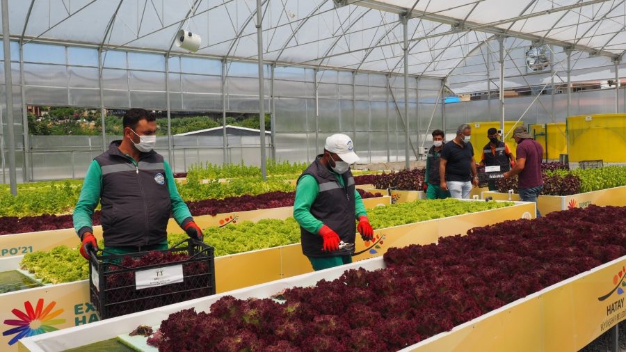Hatay, topraksız tarımda 17 ülke şehirleri arasında birinci