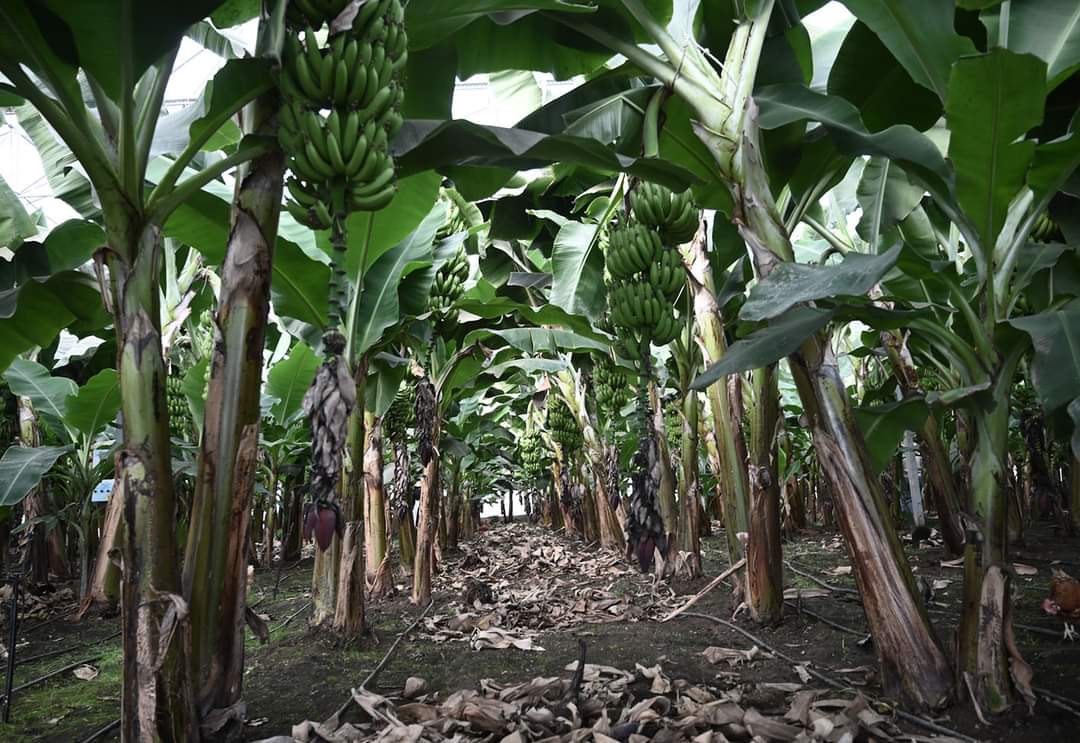 OSMANİYE OSB MUZ SERASINDA İLK HASAT GERÇEKLEŞTİRİLDİ