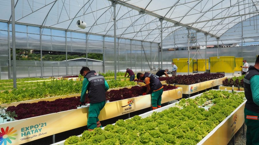 Hatay, topraksız tarımda 17 ülke şehirleri arasında birinci
